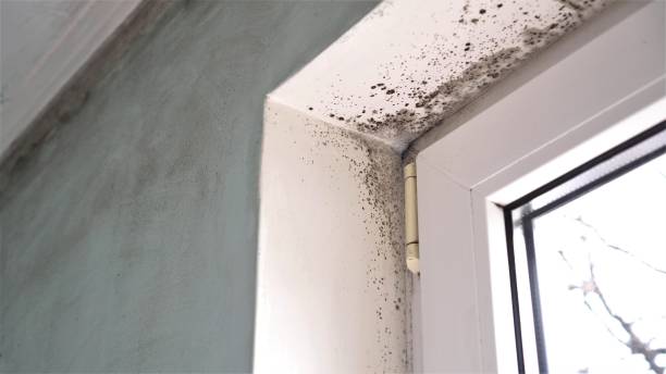Best Crawl Space Mold Remediation  in La Puebla, NM