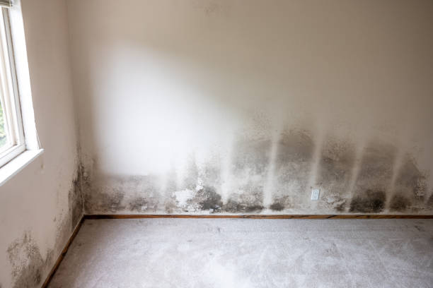 Best Asbestos and Lead Testing During Mold Inspection  in La Puebla, NM