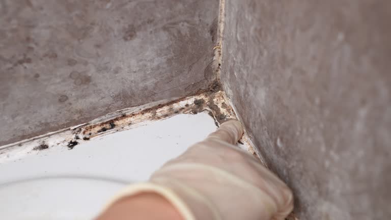 Best Emergency Mold Remediation  in La Puebla, NM