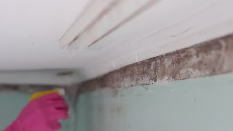 Professional Mold Removal in La Puebla, NM